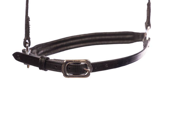 Eques Singula  Hannoveransk Nesereim