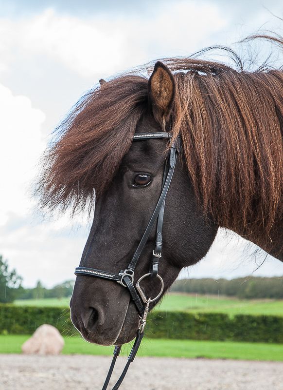 Eques Elegant Trinse med Krystaller 